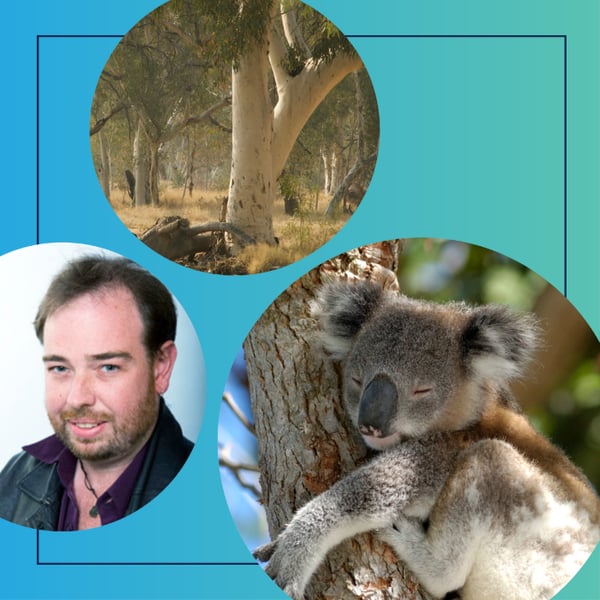 Professor Matthew Crowther, a koala in a tree, eucalyptus trees